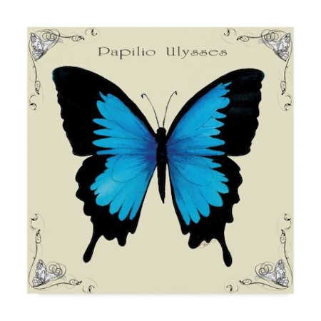 Sher Sester 'Butterfly Blue Papilio Ulysses' Canvas Art,24x24